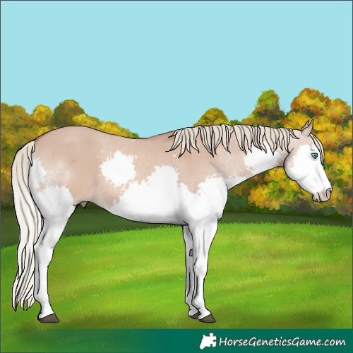 Horse Color:Red Dun Mushroom Splash Rabicano 