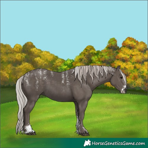 Horse Color:Powder White Silver Black