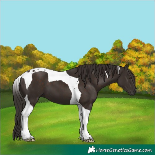 Horse Color:Liver Chestnut Tobiano