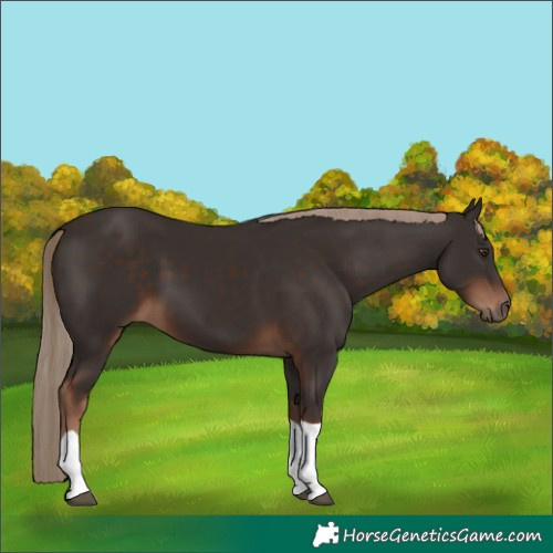 Horse Color:Liver Chestnut Tobiano 