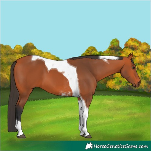 Horse Color:Bay Tobiano