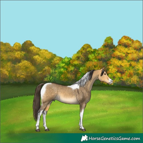 Horse Color:White Spotted Buckskin Dun Tobiano