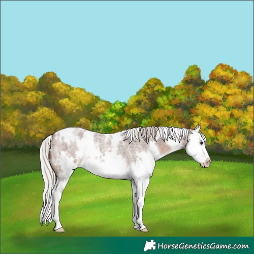 Horse Color:White Spotted Silver Brown Roan Splash 