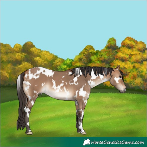 Horse Color:White Spotted Bay Dun