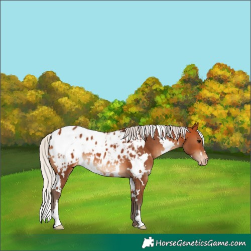 Horse Color:White Spotted Silver Bay Blanket 