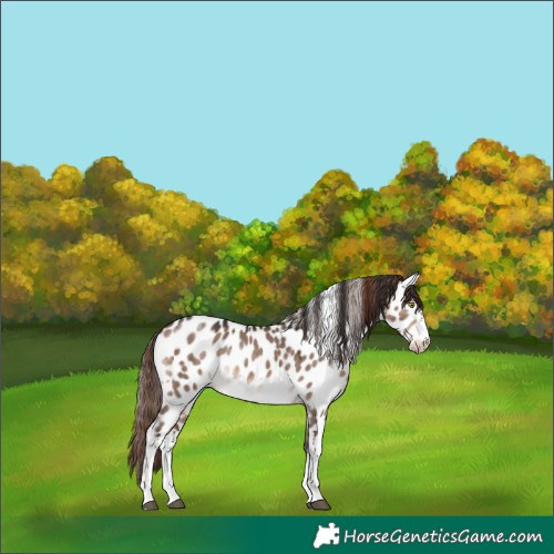 Horse Color:White Spotted Bay Dun Mushroom Near Leopard Rabicano