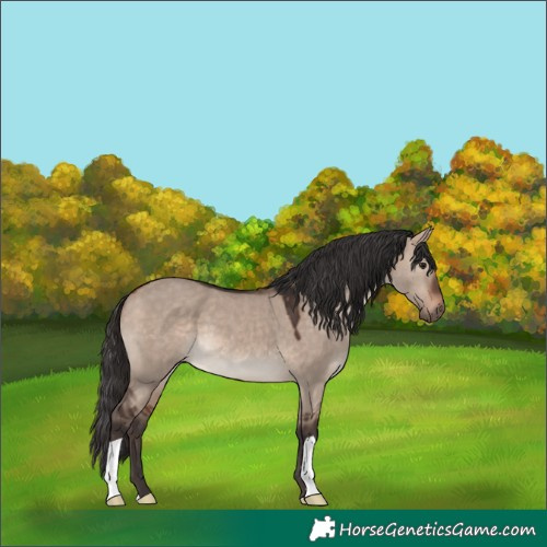 Horse Color:Bay Dun Mushroom