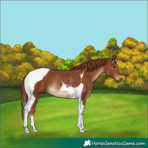 Horse Color:Chestnut Tobiano Rabicano
