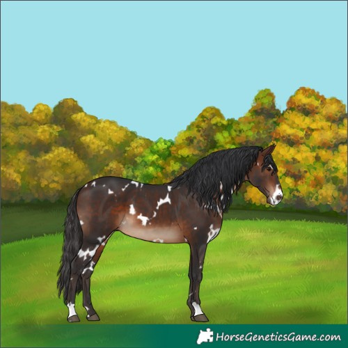 Horse Color:White Spotted Brown 