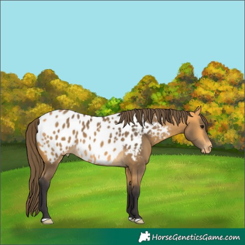 Horse Color:Buckskin Near Leopard