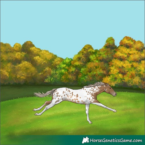 Horse Color:Chocolate Palomino Tobiano Near Leopard