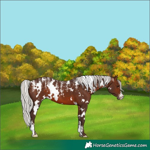 Horse Color:Powder White White Spotted Silver Brown 