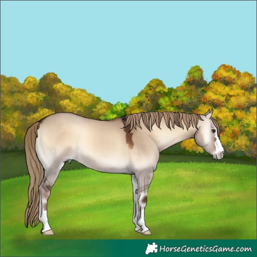Horse Color:Liver Red Dun Onyx