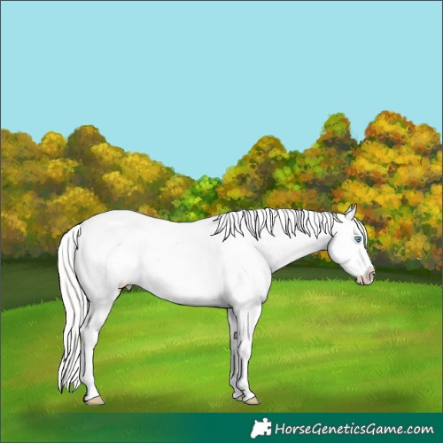 Horse Color:White Spotted Silver Buckskin Pearl Dun Sabino
