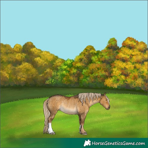 Horse Color:Chocolate Palomino Dun Mushroom Rabicano 
