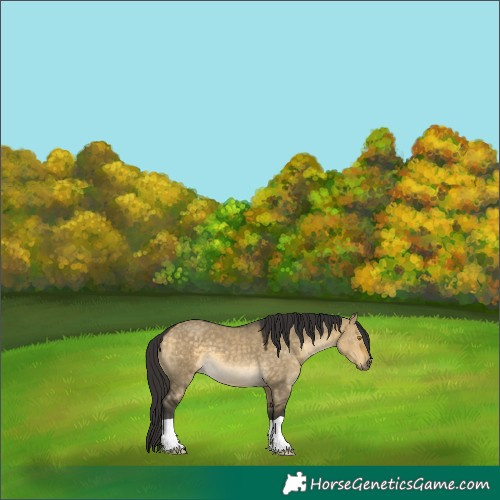Horse Color:Buckskin Dun Mushroom
