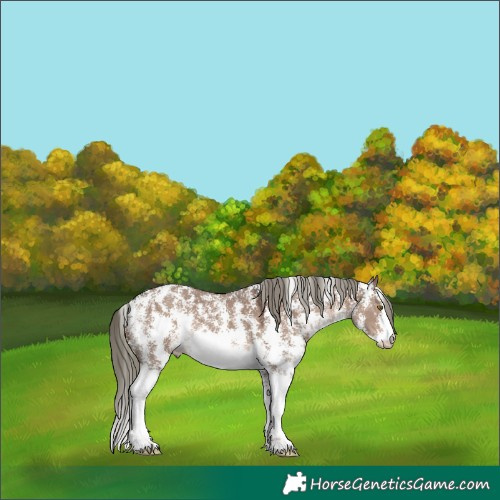 Horse Color:Liver Red Dun Mushroom Sabino