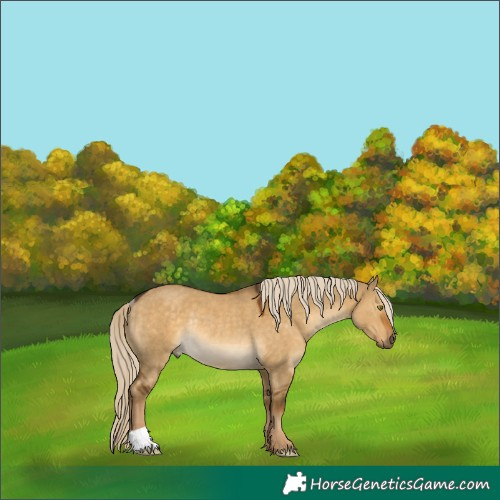 Horse Color:Chocolate Palomino Dun Mushroom Rabicano 