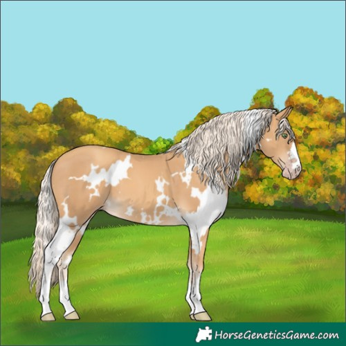 Horse Color:White Spotted Gold Cream Champagne