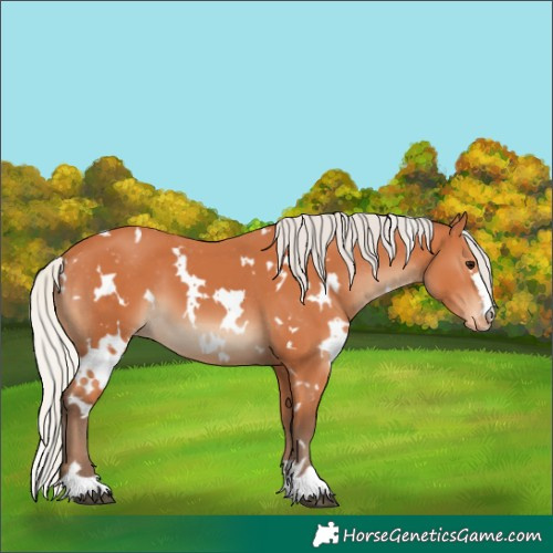 Horse Color:White Spotted Silver Bay Varnish 