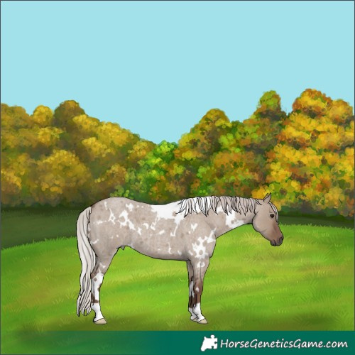 Horse Color:White Spotted Silver Grullo Roan