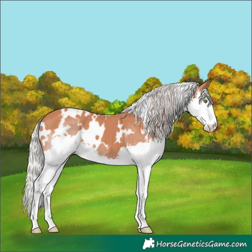 Horse Color:White Spotted Silver Bay Splash 