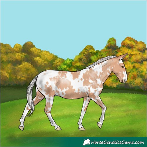 Horse Color:White Spotted Silver Amber Champagne Varnish