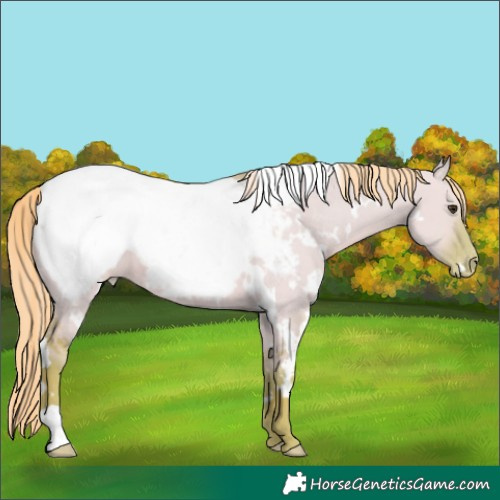 Horse Color:Watercolor White Spotted Red Dun Appaloosa 