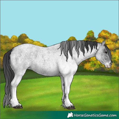 Horse Color:White Spotted Blue Roan