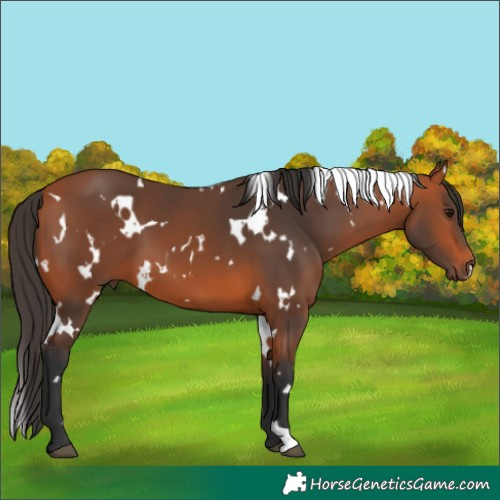 Horse Color:White Spotted Bay