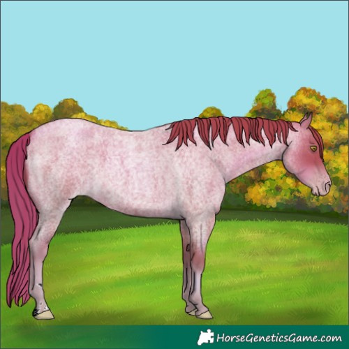 Horse Color:Gold Champagne Roan