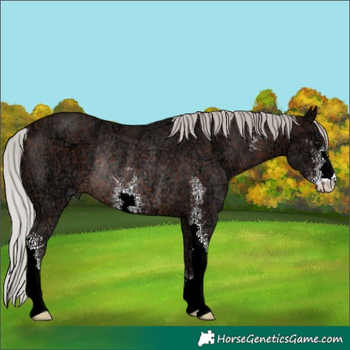 Horse Color:Silver Brown Ice Sabino Rabicano
