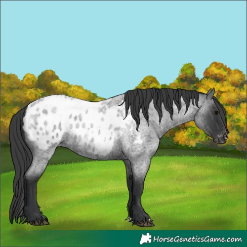 Horse Color:Blue Roan Blanket
