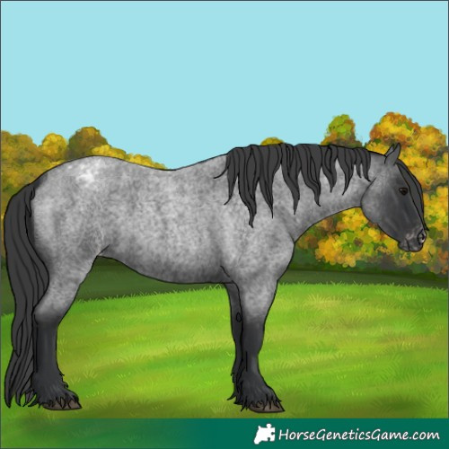 Horse Color:Blue Roan Varnish 