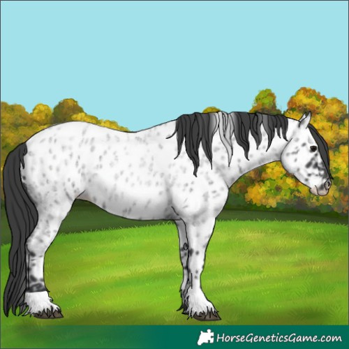 Horse Color:Blue Roan Near Leopard 