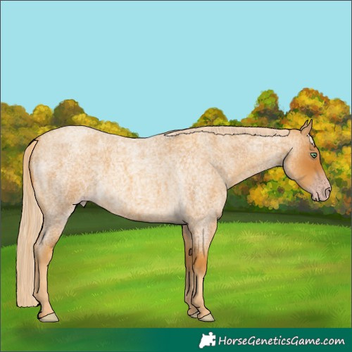 Horse Color:Gray Gold Cream Champagne Roan 