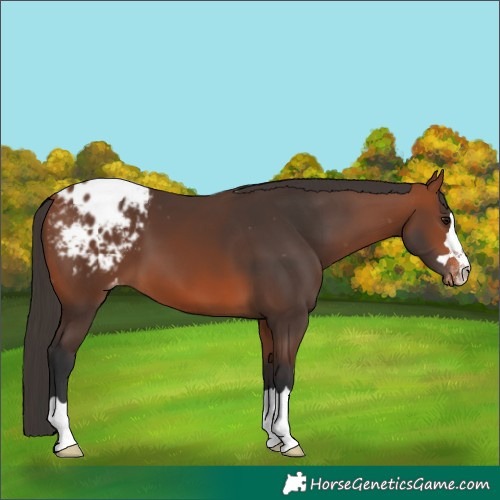 Horse Color:Bay Blanket