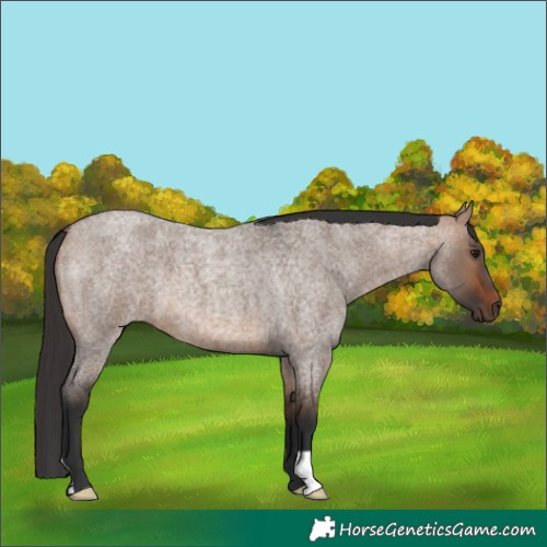 Horse Color:Bay Roan Dun