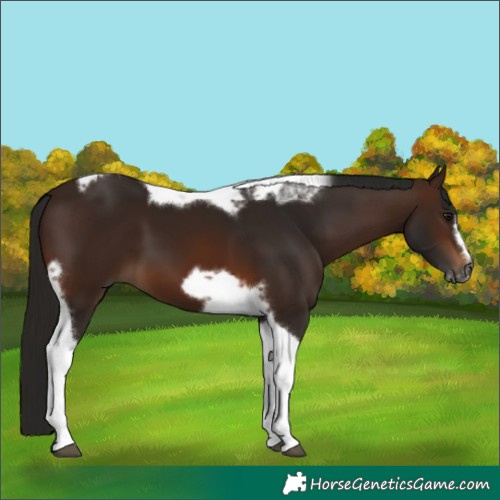 Horse Color:Gray Bay Tobiano Frame 