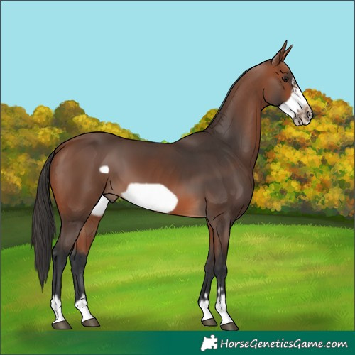Horse Color:Bay Frame 