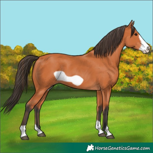 Horse Color:Bay Frame