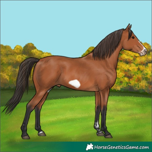 Horse Color:Bay Frame 