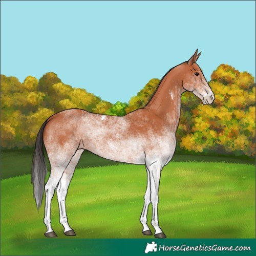 Horse Color:White Spotted Bay 