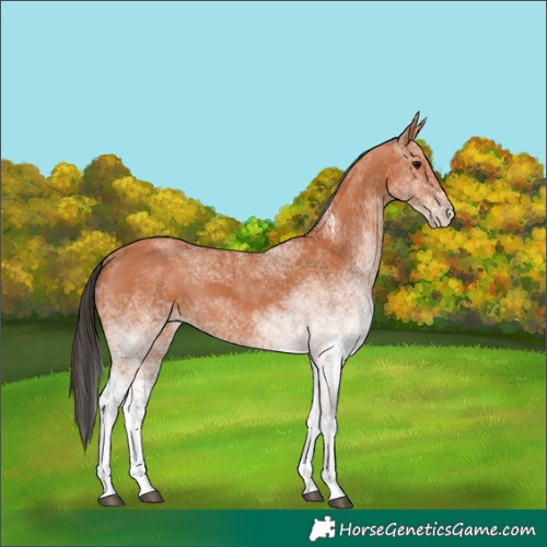 Horse Color:White Spotted Bay