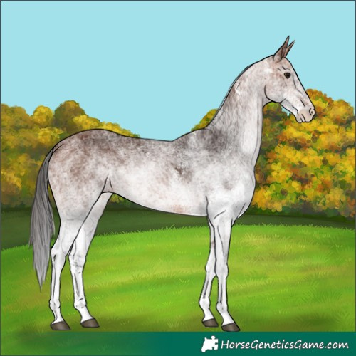 Horse Color:White Spotted Bay 