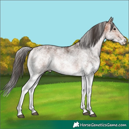 Horse Color:White Spotted Bay 