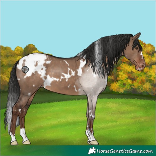 Horse Color:White Spotted Liver Red Dun Appaloosa