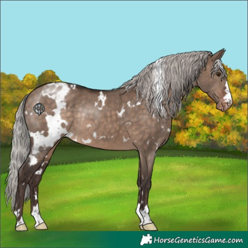 Horse Color:White Spotted Silver Brown Dun Appaloosa Rabicano