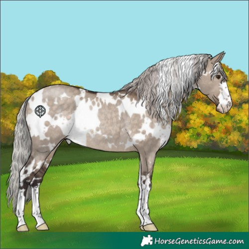 Horse Color:White Spotted Silver Brown Dun Appaloosa Rabicano