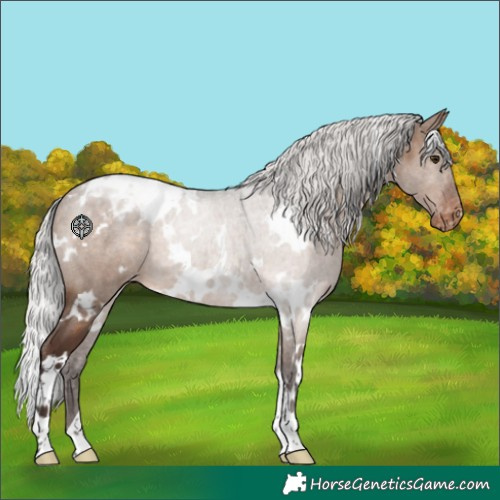 Horse Color:White Spotted Silver Brown Dun Appaloosa 
